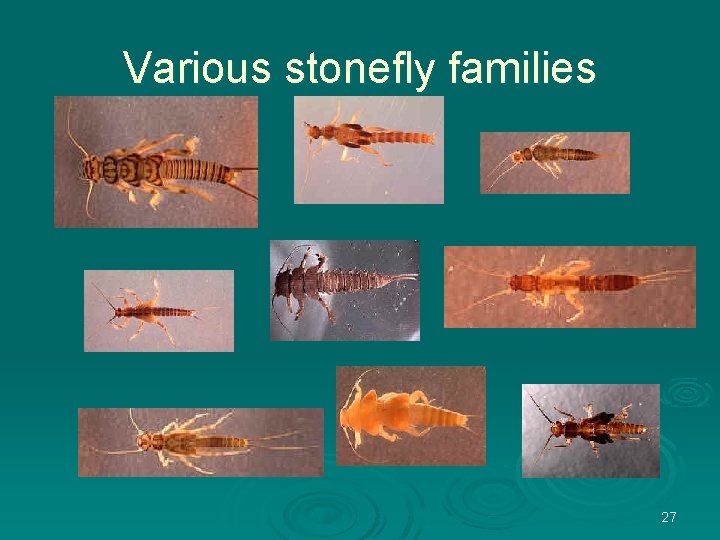 Various stonefly families 27 