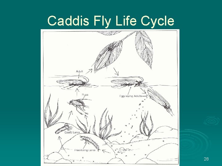 Caddis Fly Life Cycle 28 