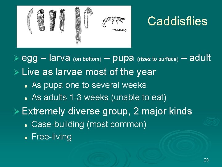 Caddisflies Ø egg – larva (on bottom) – pupa (rises to surface) – adult