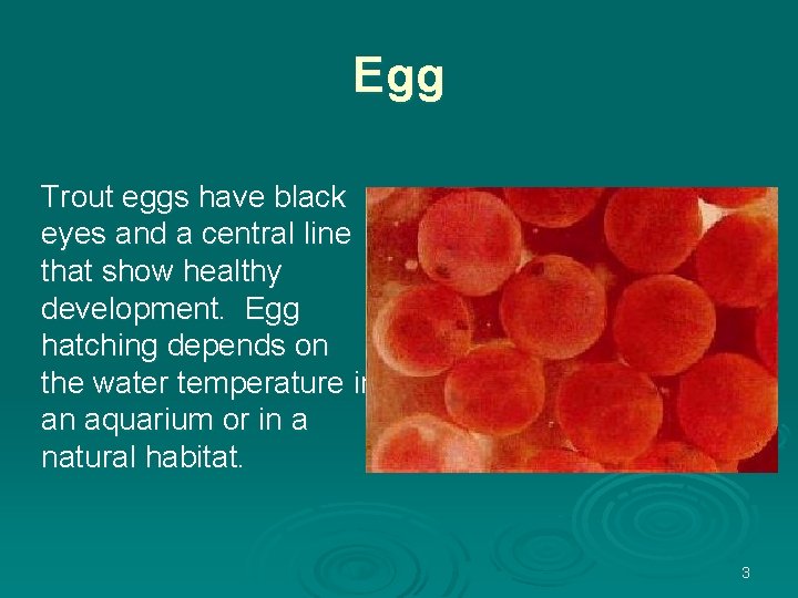 Egg Trout eggs have black eyes and a central line that show healthy development.