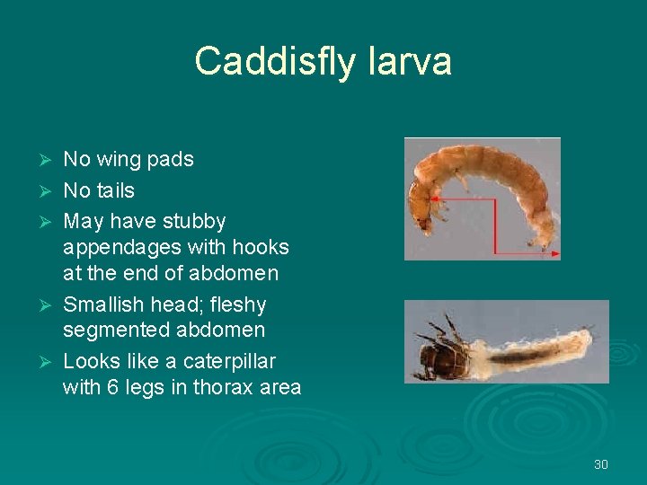 Caddisfly larva Ø Ø Ø No wing pads No tails May have stubby appendages