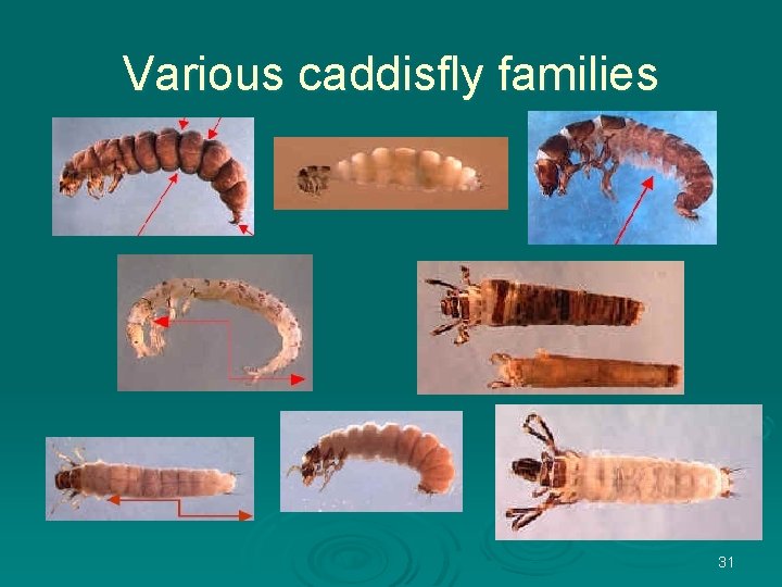 Various caddisfly families 31 