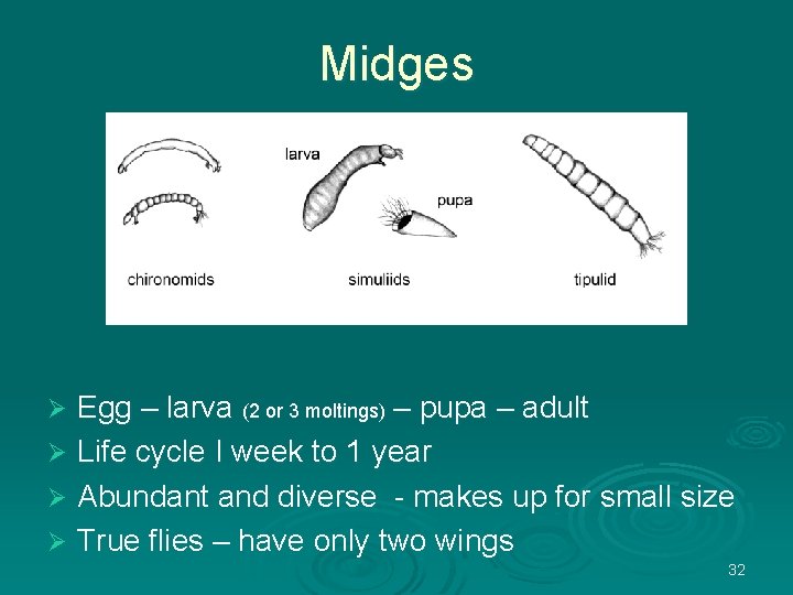 Midges Egg – larva (2 or 3 moltings) – pupa – adult Ø Life