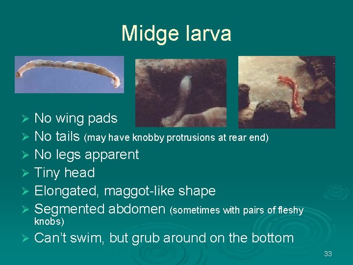 Midge larva No wing pads Ø No tails (may have knobby protrusions at rear