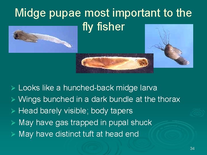 Midge pupae most important to the fly fisher Looks like a hunched-back midge larva