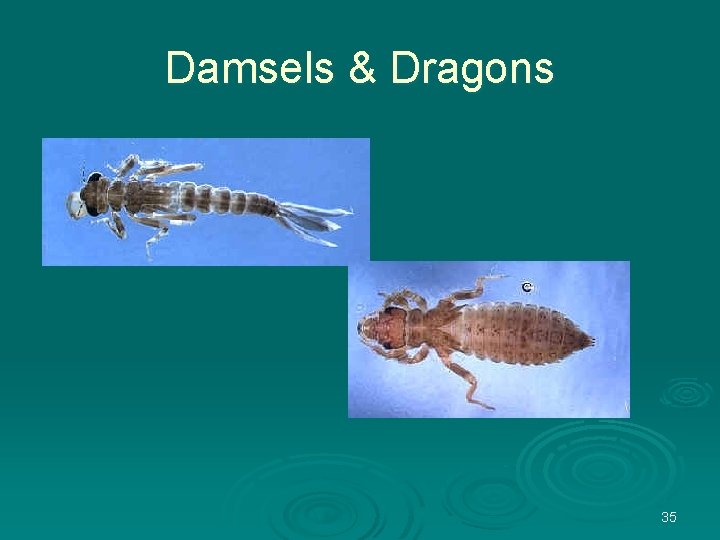 Damsels & Dragons 35 