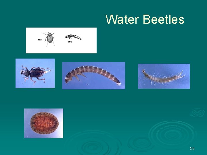 Water Beetles 36 