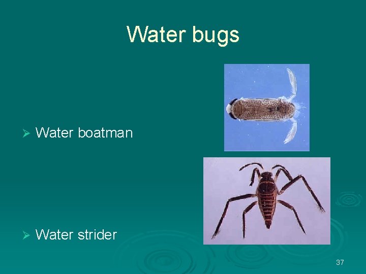 Water bugs Ø Water boatman Ø Water strider 37 