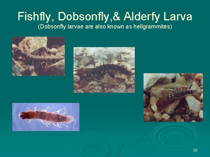 Fishfly, Dobsonfly, & Alderfy Larva (Dobsonfly larvae are also known as hellgrammites) 38 