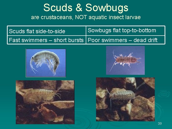 Scuds & Sowbugs are crustaceans, NOT aquatic insect larvae Sowbugs flat top-to-bottom Scuds flat