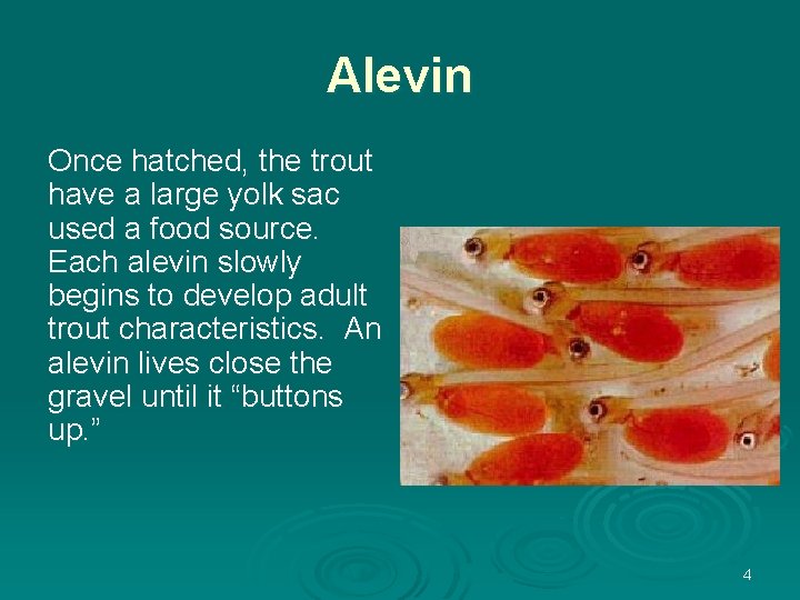 Alevin Once hatched, the trout have a large yolk sac used a food source.