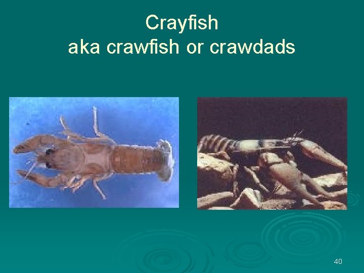 Crayfish aka crawfish or crawdads 40 