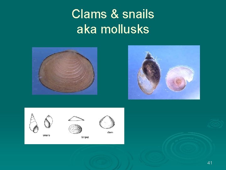 Clams & snails aka mollusks 41 