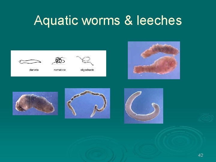 Aquatic worms & leeches 42 