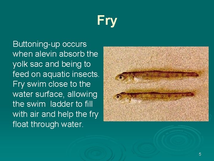 Fry Buttoning-up occurs when alevin absorb the yolk sac and being to feed on