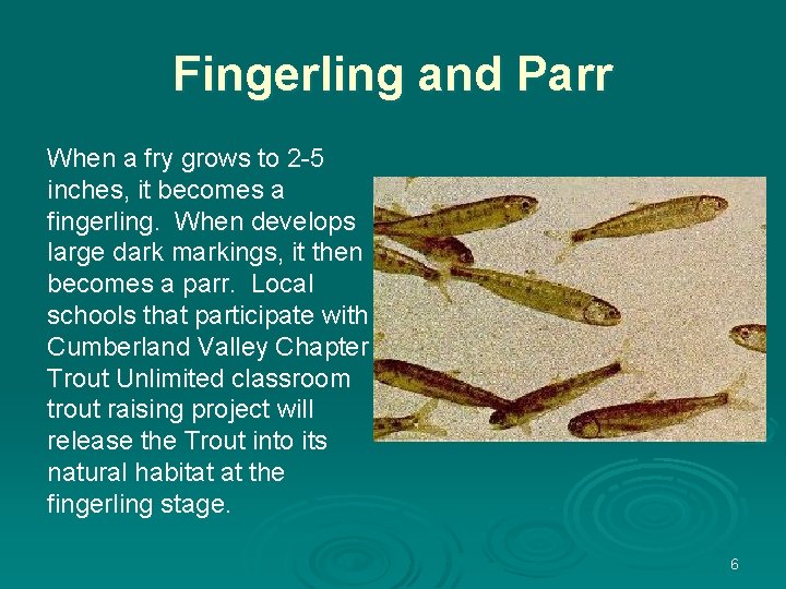 Fingerling and Parr When a fry grows to 2 -5 inches, it becomes a