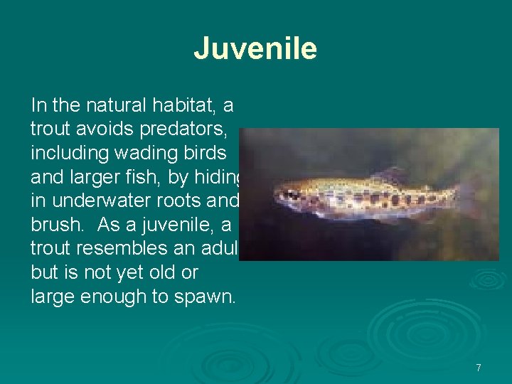 Juvenile In the natural habitat, a trout avoids predators, including wading birds and larger