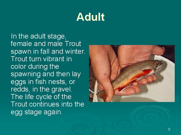 Adult In the adult stage, female and male Trout spawn in fall and winter.