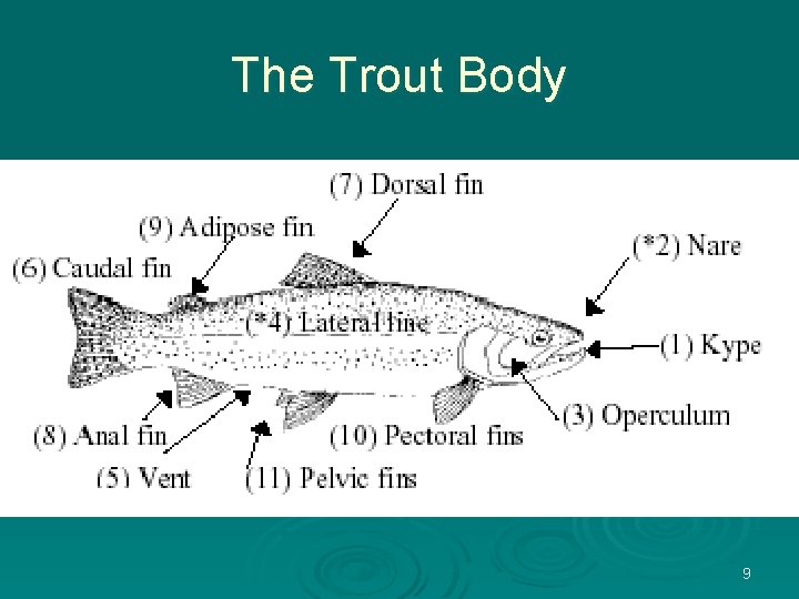 The Trout Body 9 