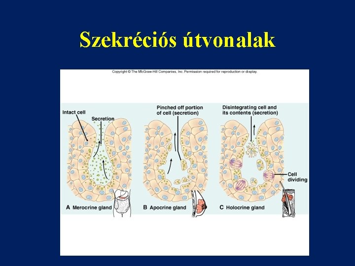 Szekréciós útvonalak 