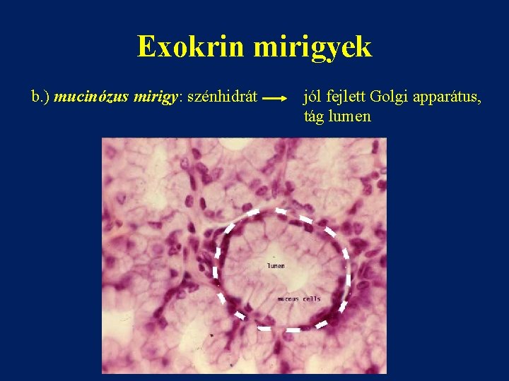 Exokrin mirigyek b. ) mucinózus mirigy: szénhidrát jól fejlett Golgi apparátus, tág lumen 