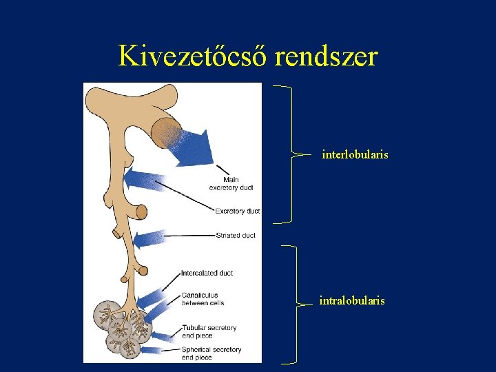 Kivezetőcső rendszer interlobularis intralobularis 