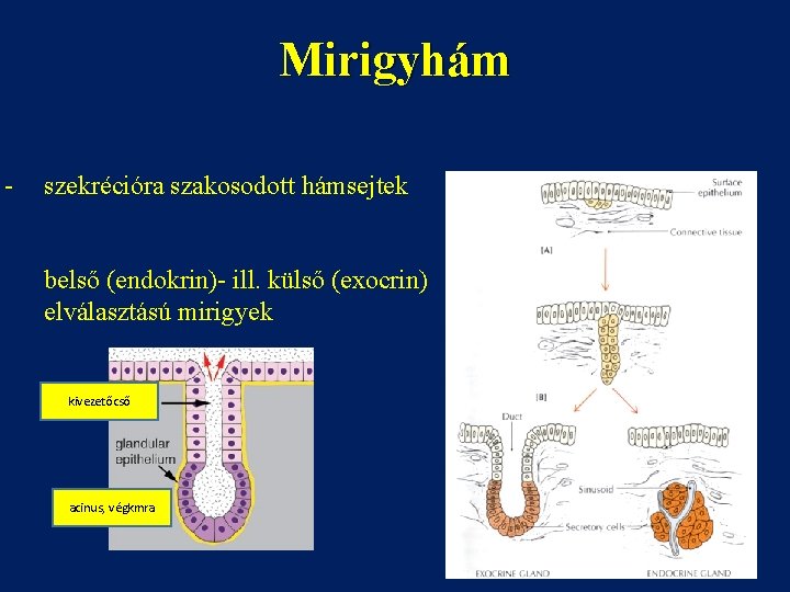 Mirigyhám - szekrécióra szakosodott hámsejtek belső (endokrin)- ill. külső (exocrin) elválasztású mirigyek kivezetőcső acinus,