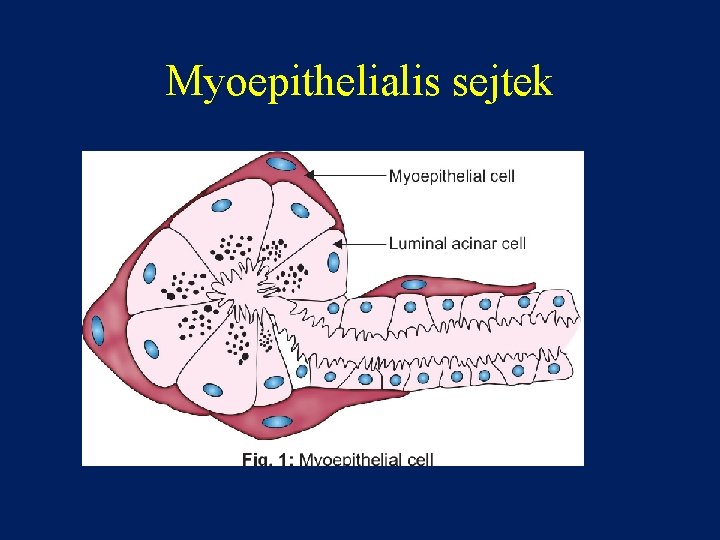 Myoepithelialis sejtek 