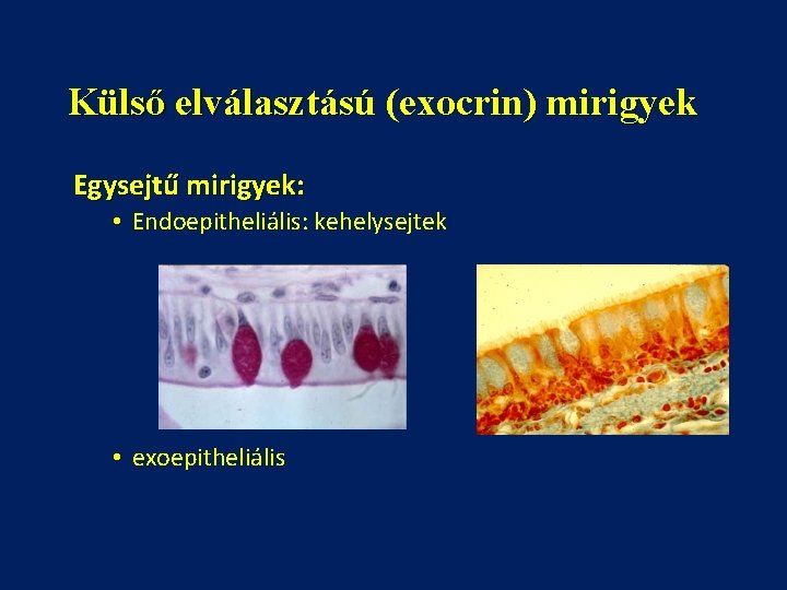 Külső elválasztású (exocrin) mirigyek Egysejtű mirigyek: • Endoepitheliális: kehelysejtek • exoepitheliális 