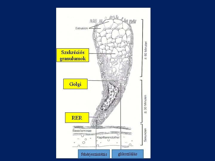Szekréciós granulumok Golgi RER fehérjeszintézis glikozilálás 