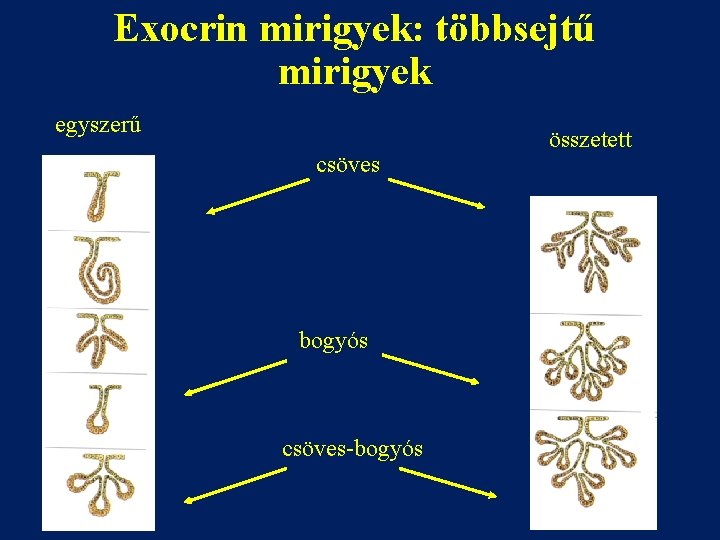 Exocrin mirigyek: többsejtű mirigyek egyszerű csöves bogyós csöves-bogyós összetett 