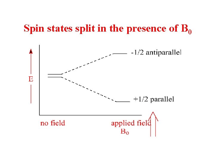 Spin states split in the presence of B 0 