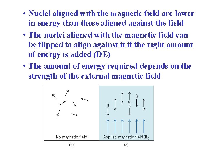  • Nuclei aligned with the magnetic field are lower in energy than those