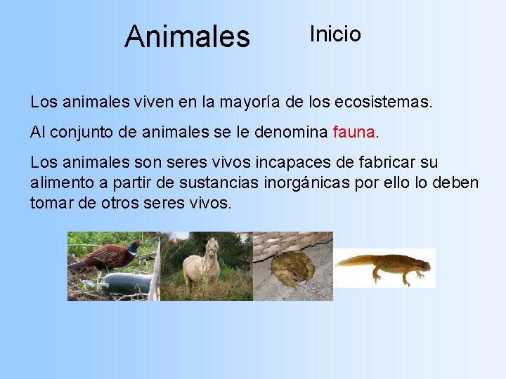 Animales Inicio Los animales viven en la mayoría de los ecosistemas. Al conjunto de