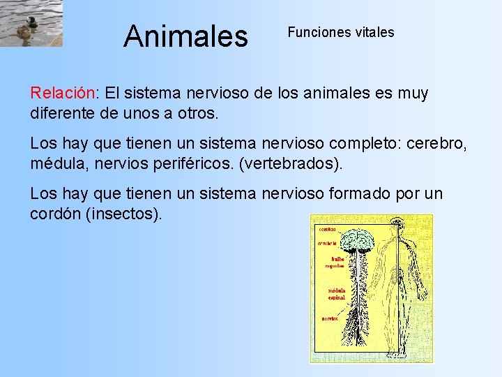 Animales Funciones vitales Relación: El sistema nervioso de los animales es muy diferente de