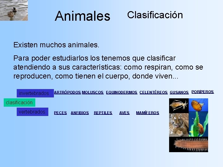 Animales Clasificación Existen muchos animales. Para poder estudiarlos tenemos que clasificar atendiendo a sus