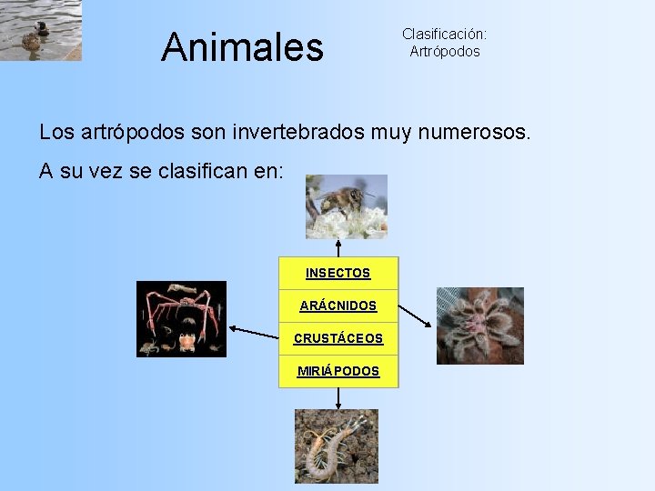 Animales Clasificación: Artrópodos Los artrópodos son invertebrados muy numerosos. A su vez se clasifican