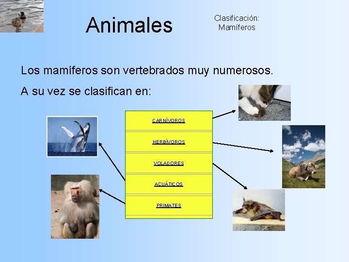 Animales Clasificación: Mamíferos Los mamíferos son vertebrados muy numerosos. A su vez se clasifican