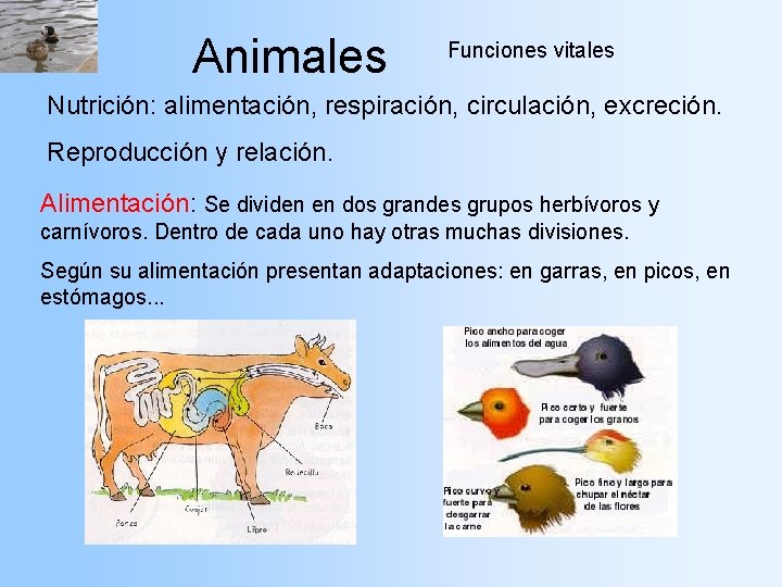 Animales Funciones vitales Nutrición: alimentación, respiración, circulación, excreción. Reproducción y relación. Alimentación: Se dividen