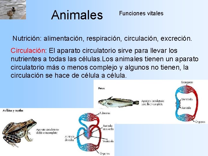 Animales Funciones vitales Nutrición: alimentación, respiración, circulación, excreción. Circulación: El aparato circulatorio sirve para