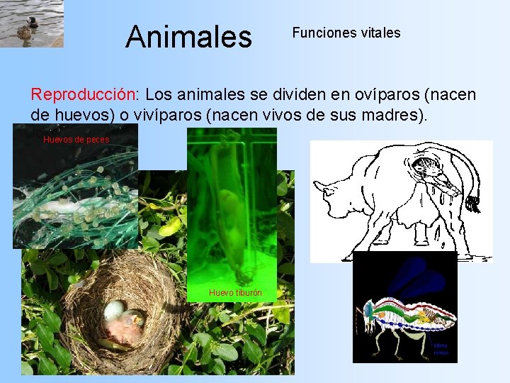 Animales Funciones vitales Reproducción: Los animales se dividen en ovíparos (nacen de huevos) o