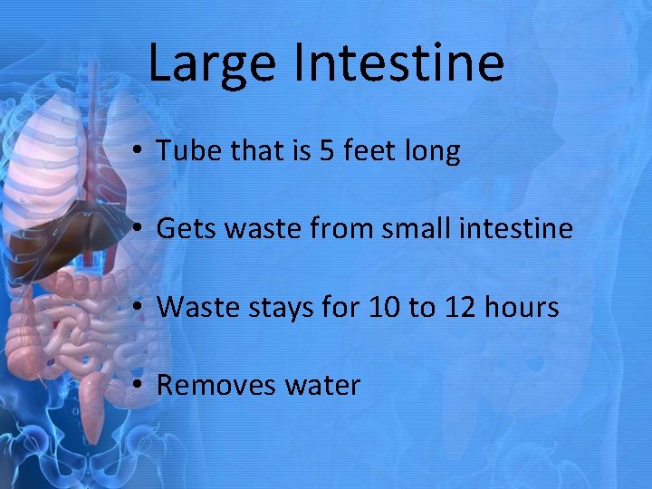 Large Intestine • Tube that is 5 feet long • Gets waste from small