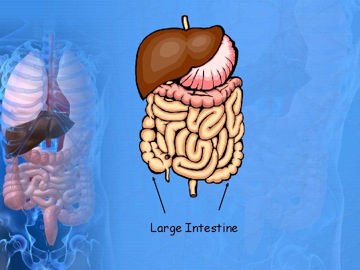 Large Intestine 