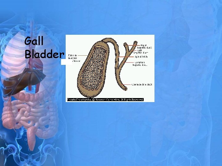 Gall Bladder 