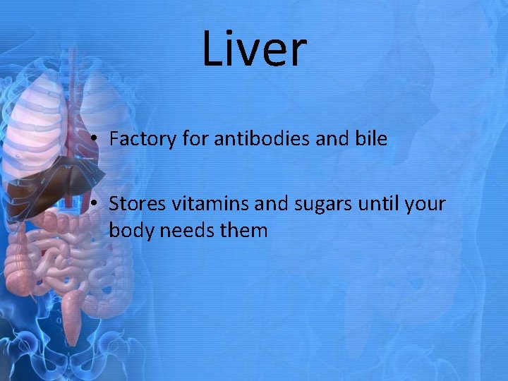 Liver • Factory for antibodies and bile • Stores vitamins and sugars until your