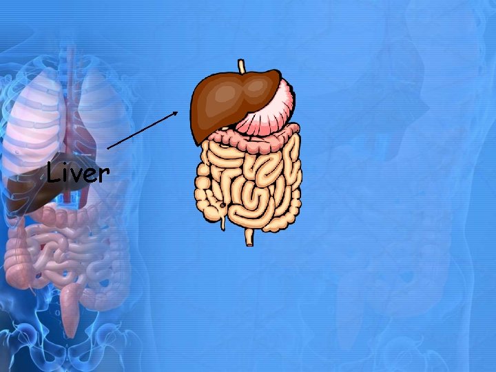 Liver 