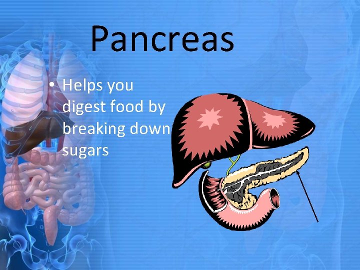 Pancreas • Helps you digest food by breaking down sugars 