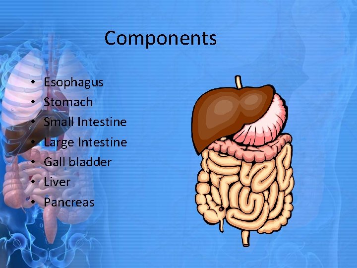 Components • • Esophagus Stomach Small Intestine Large Intestine Gall bladder Liver Pancreas 