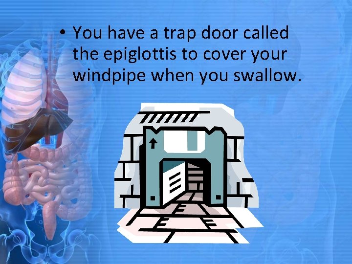  • You have a trap door called the epiglottis to cover your windpipe