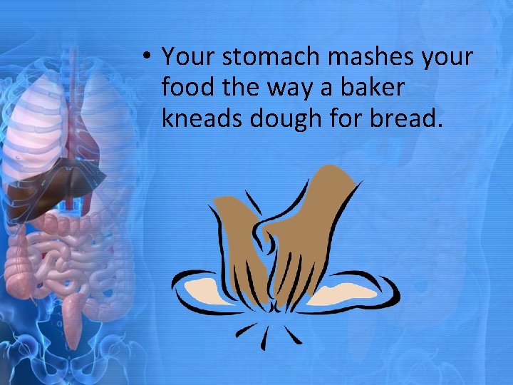  • Your stomach mashes your food the way a baker kneads dough for